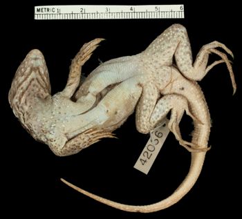 Media type: image;   Herpetology R-42056 Aspect: ventral